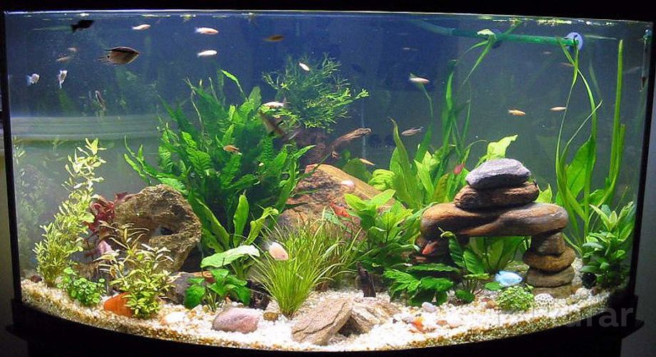 Кого можно держать в аквариуме. Рыбки для аквариума. Декор аквариума 100 литров. Аквариум с рыбками и живыми растениями. Камни для аквариума.