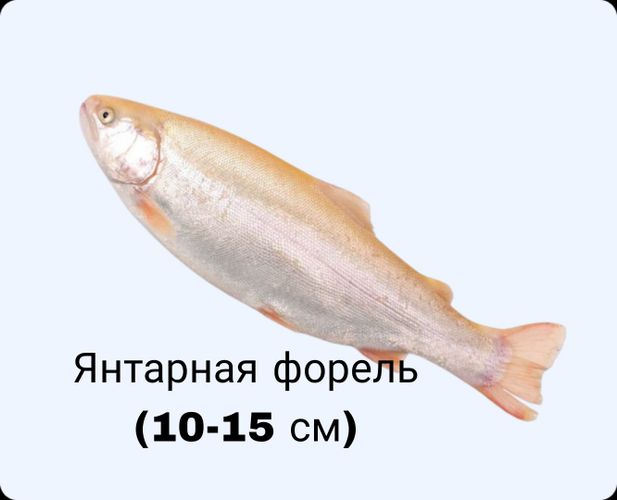 Форель золотистая янтарная. Форель янтарная и прудовая. Янтарная форель. Форель янтарная отличия. Янтарная форель.
